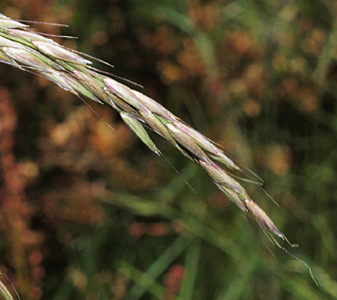 Arrhenatherum Elatius arrhenatherum-elatius